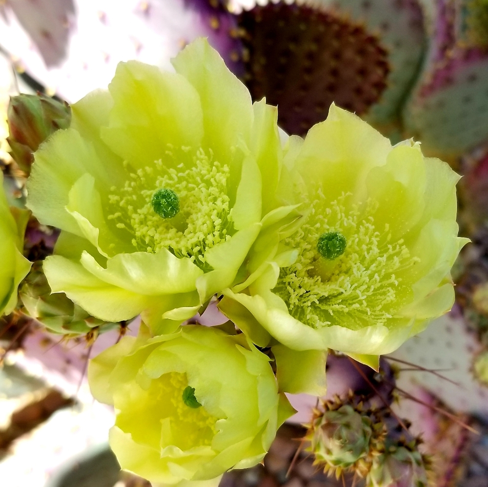 Cactus - Picture 4 of 7